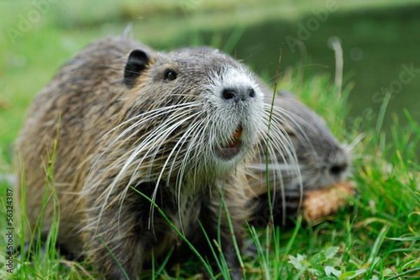 Obraz Junges Nutria. Biberratte.