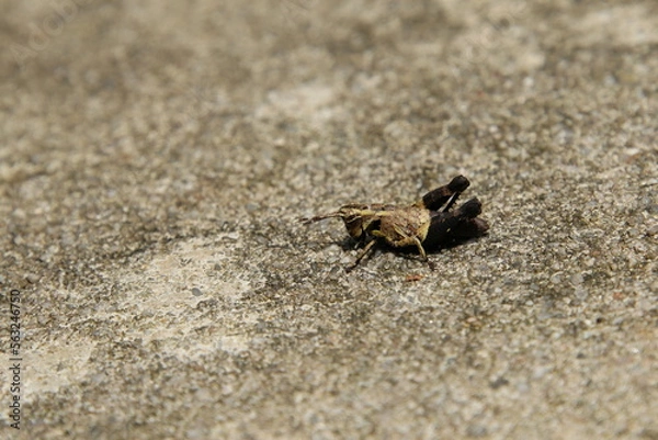 Fototapeta Spur throated Grasshopper on the floor