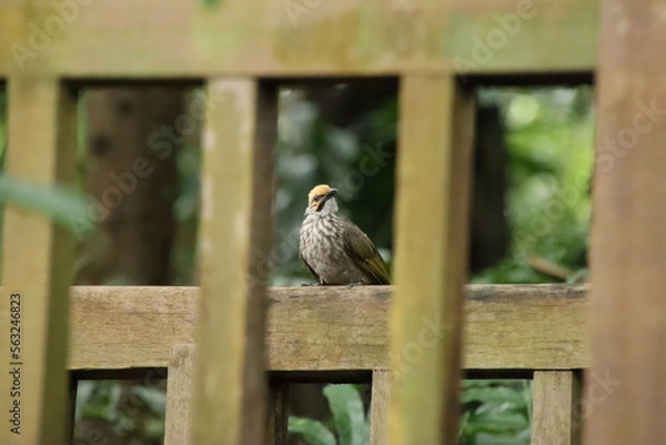 Obraz Straw Headed Bulbul in a nature Reserve