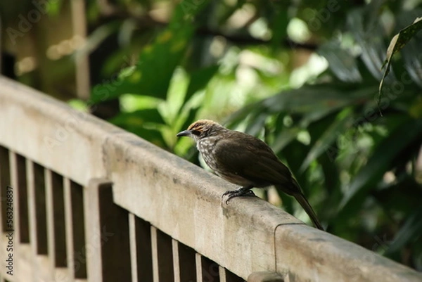 Obraz Straw Headed Bulbul in a nature Reserve