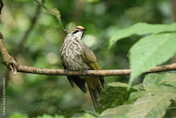 Obraz Straw Headed Bulbul in a nature Reserve