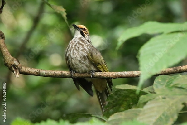 Fototapeta Straw Headed Bulbul in a nature Reserve