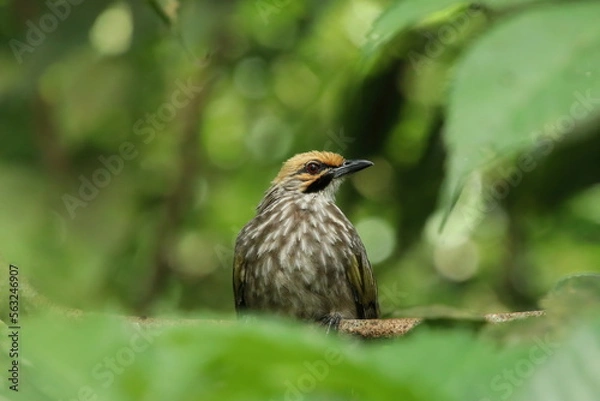 Fototapeta Straw Headed Bulbul in a nature Reserve