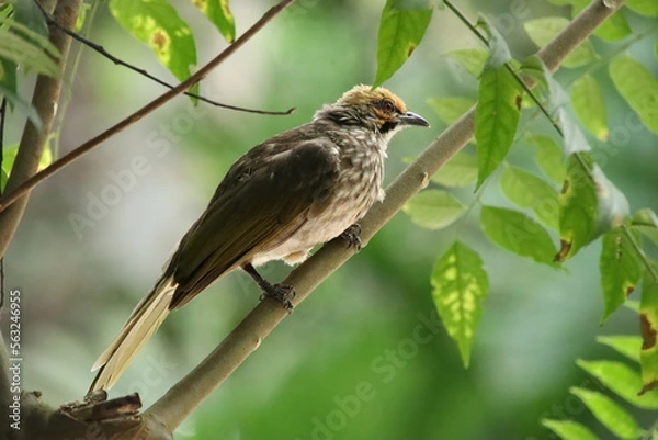 Obraz Straw Headed Bulbul in a nature Reserve