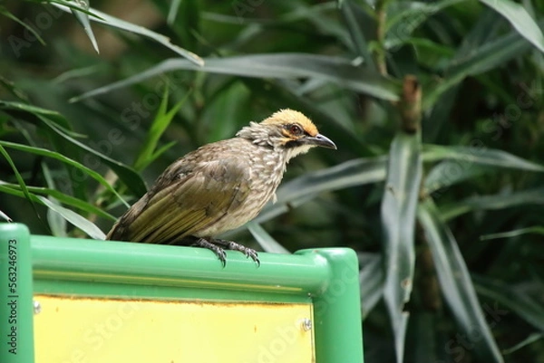 Obraz Straw Headed Bulbul in a nature Reserve