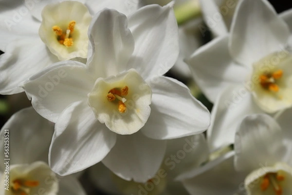 Fototapeta 日本の早春の庭に咲く白いフサザキスイセンの花