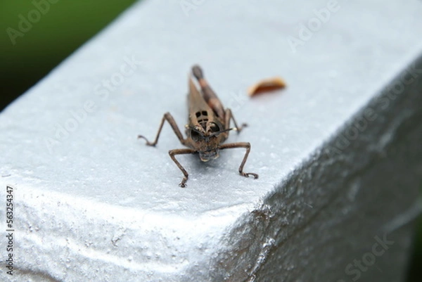Obraz Spur Throated Grasshopper on a tree trunk
