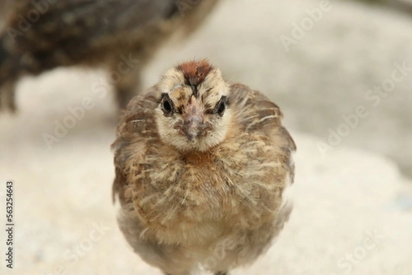 Obraz Red Jungle Fowl Chicken Rooster in a park farm