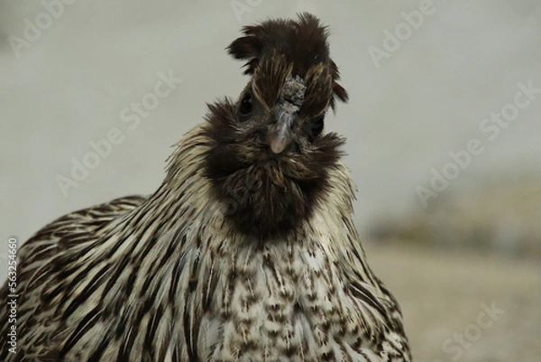 Obraz Red Jungle Fowl Chicken Rooster in a park farm