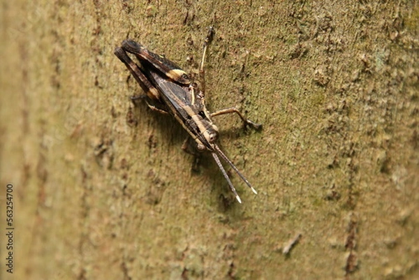 Fototapeta Spur Throated Grasshopper on a tree trunk