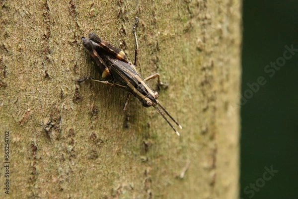 Obraz Spur Throated Grasshopper on a tree trunk