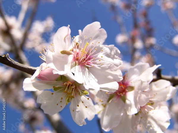 Obraz mandelblüte / mallorca