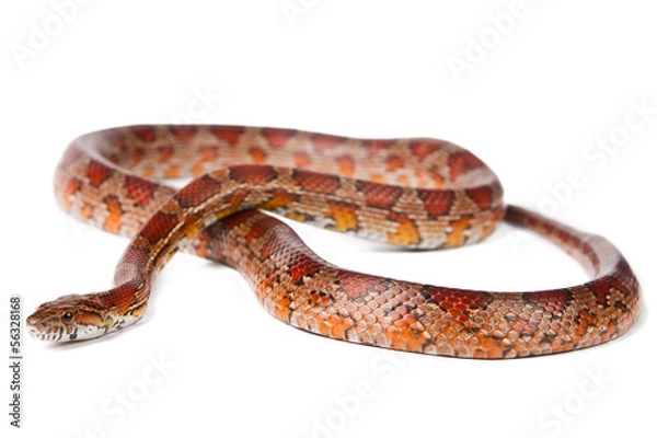 Fototapeta snake on a white background.