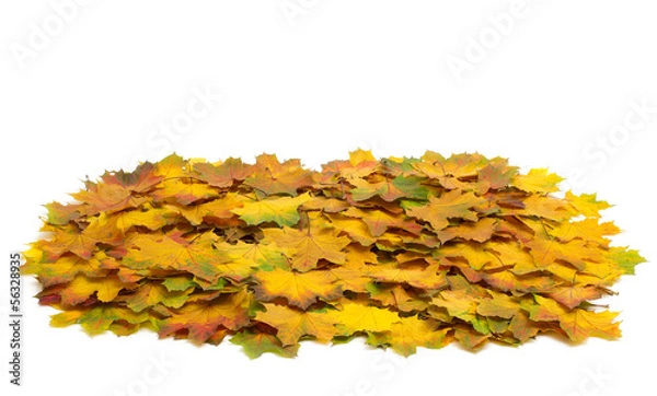 Fototapeta autumn leafs
