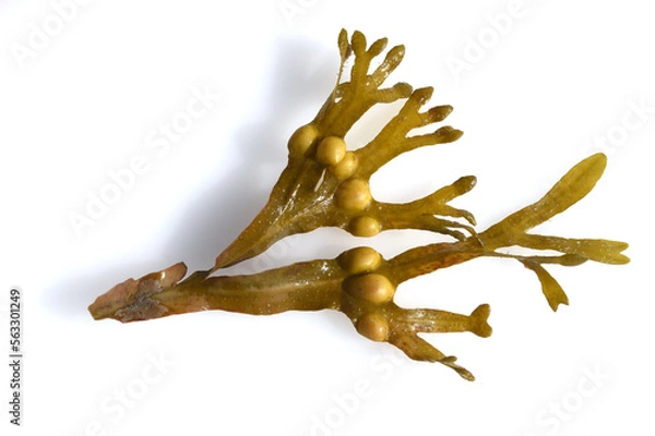 Obraz Bl Bladderwrack, Fucus vesiculosus
