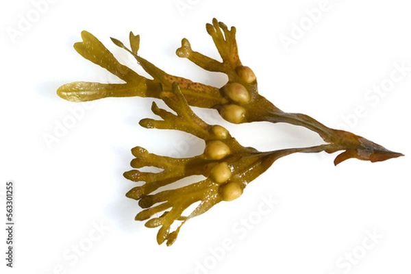Obraz Bl Bladderwrack, Fucus vesiculosus