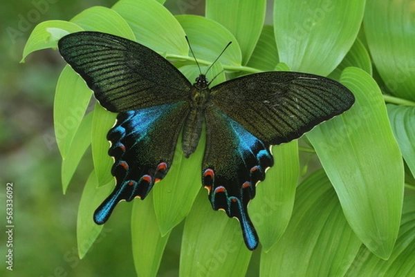 Fototapeta Chinese peacock swallowtail butterfly (papilio bianor) 