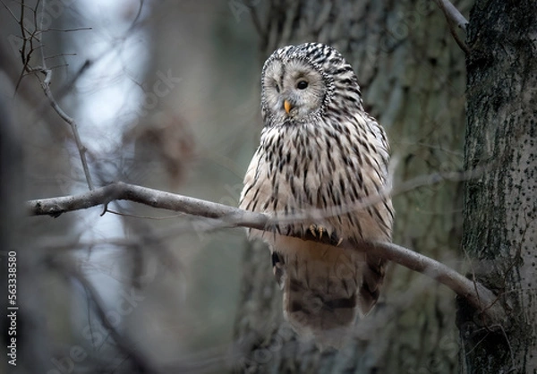 Fototapeta Ural owl ( Strix uralensis ) close up