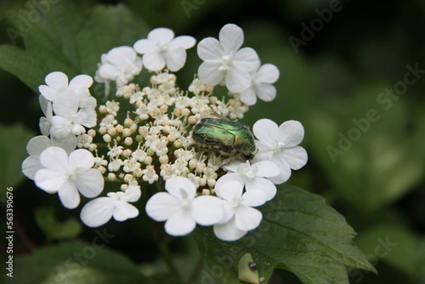 Obraz Beetle on viburnum opulus