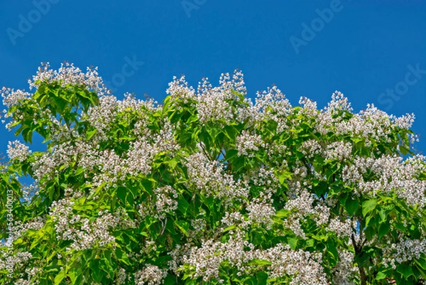 Obraz Tree Catalpa ovata