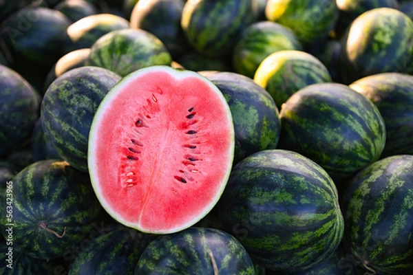 Fototapeta watermelon slice in watermelon field - fresh watermelon fruit on ground agriculture garden watermelon farm with leaf tree plant, harvesting watermelons in the field