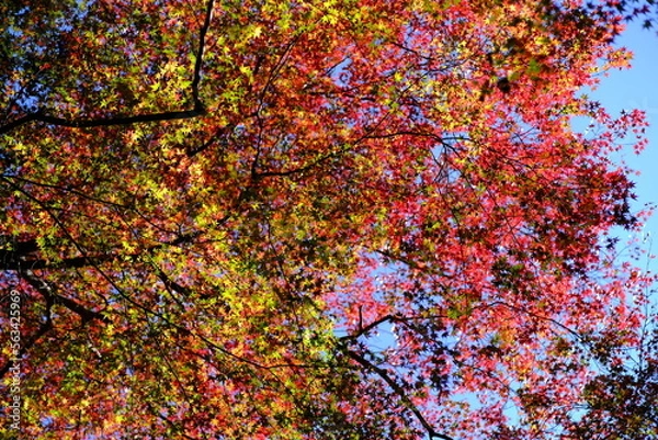 Obraz 紅葉　秋　京都　高山寺