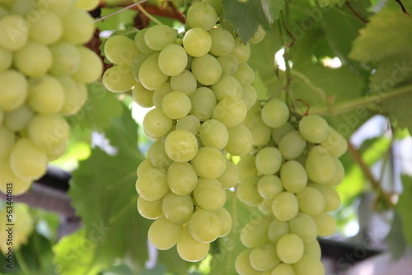 Obraz 160903大朗小夏とぶどう七日町

山形ぶどう
本沢ぶどう
ぶどう
シャインマスカット
