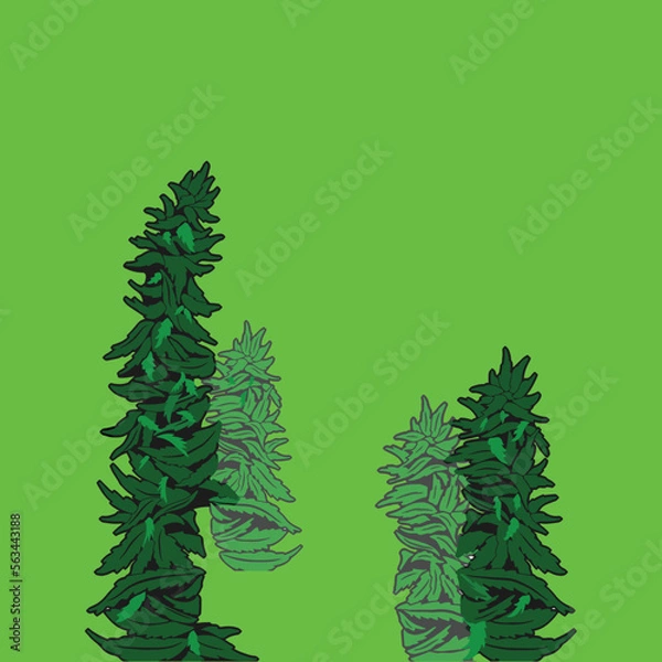 Fototapeta marijuana tree vector on green screen