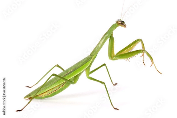 Obraz praying mantis isolated on white background