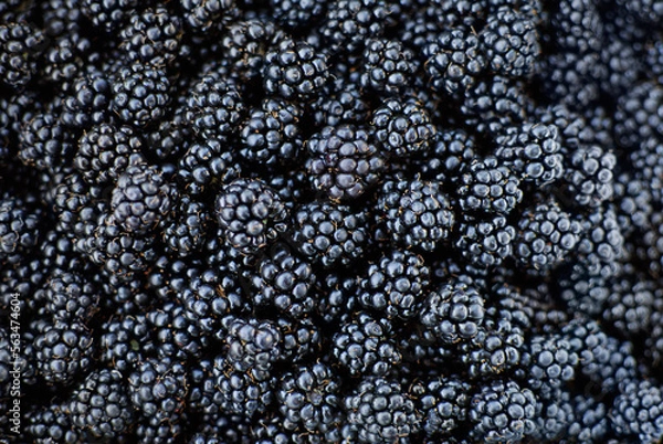 Obraz Freshly picked blackberries
