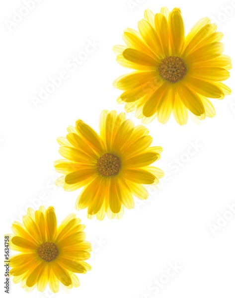 Obraz Yellow flowers on white background