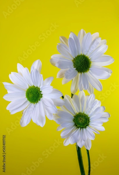Obraz Shasta Daisies on a yellow background