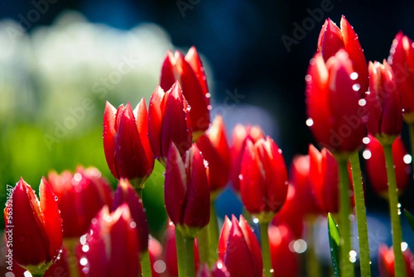 Fototapeta アイスチューリップと水滴