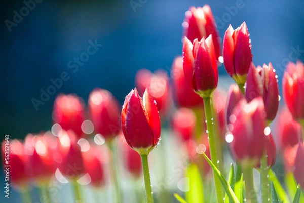 Fototapeta アイスチューリップと水滴