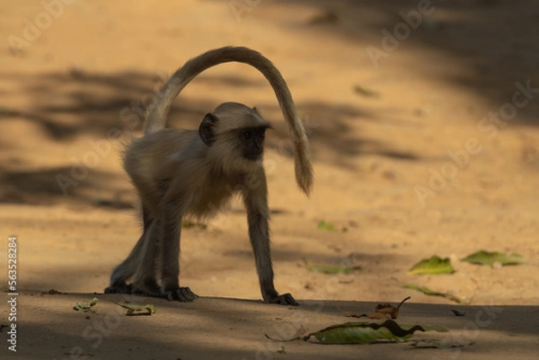 Obraz The Langoor with hos mighty tail