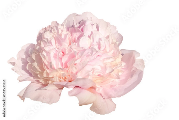 Obraz  peony isolated on white background.