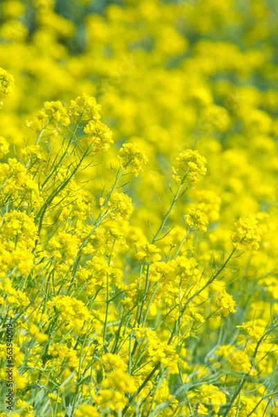 Fototapeta 綺麗な黄色い花を咲かせた菜の花 黒背景