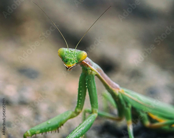 Obraz green praying mantis