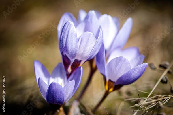 Obraz purple crocus flowers