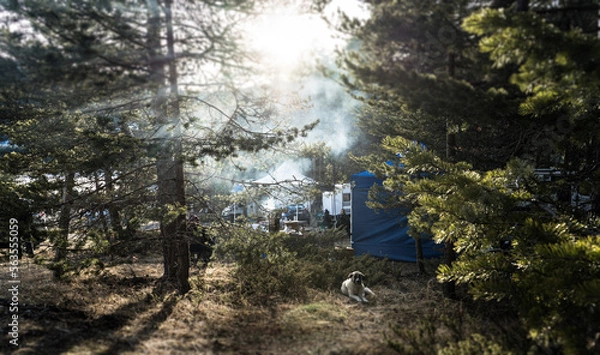 Obraz camping in the forest
