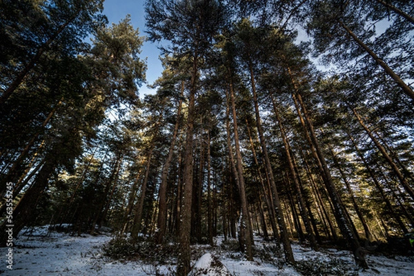 Obraz forest in winter