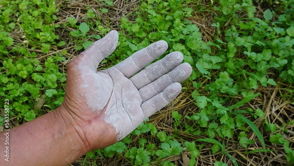 Fototapeta Hand holding ashes for use as fertilizer to nourish trees planted in agricultural gardens