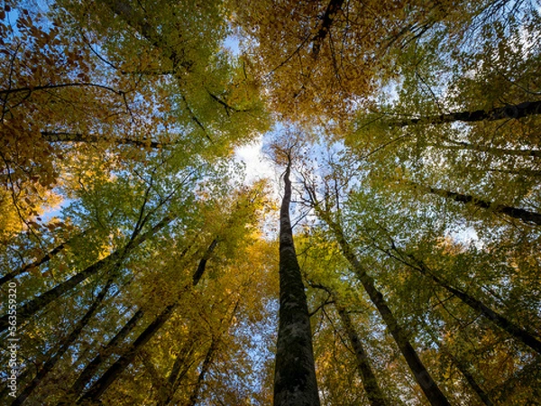 Obraz Trees goes to sky