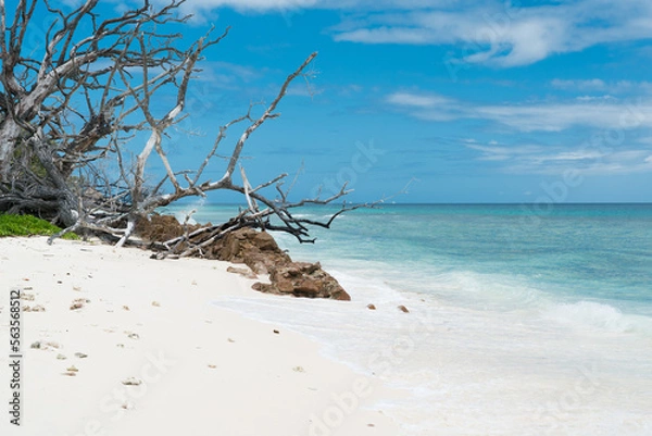 Fototapeta Dead trees in the surf on La Digue beach.
