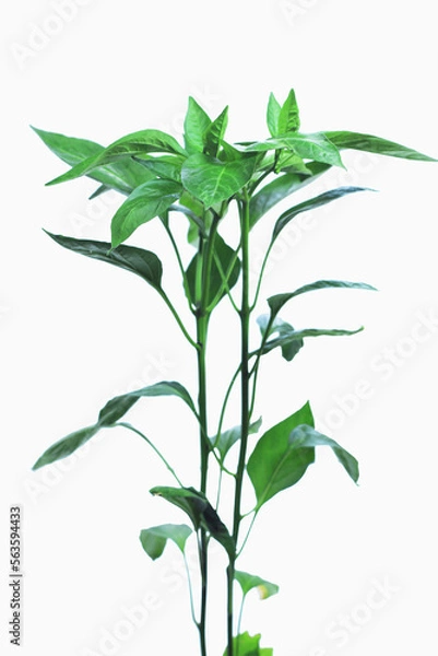 Fototapeta 2 Chili tree isolated on white background, clipping path included.