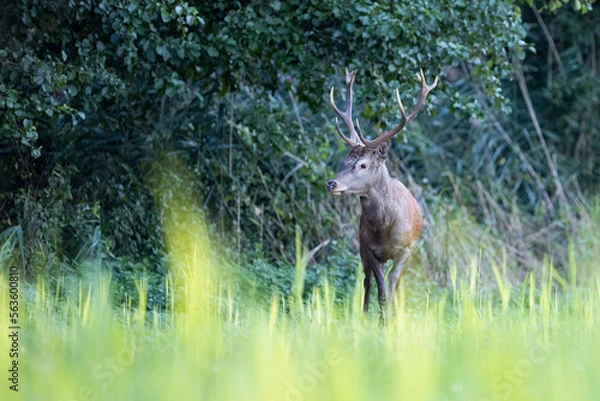 Fototapeta Red Deer (Cervus elaphus) on pasture. . Wildlife scenery