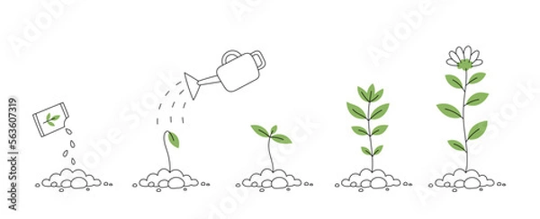 Fototapeta Flower plant growth stages. Seedling development stage. Vector editable infographic illustration.