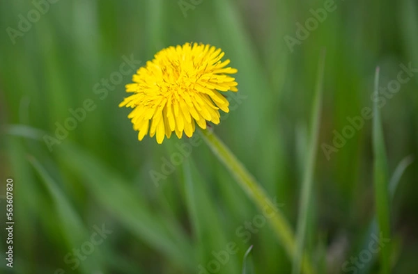 Fototapeta Yellow dandelion in the grass in spring.
