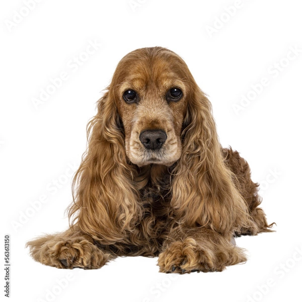 Fototapeta Handsome brown senior Cocker Spaniel dog, laying down facing front. Head up. Looking towards camera. Isolated cutout on a transparent background.