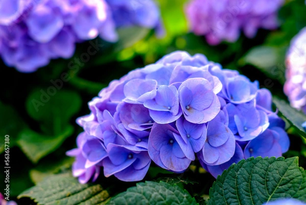 Fototapeta Hydrangea. Close-up view, the beautiful purplish-blue flowers and fresh green leaves in the morning at the garden.